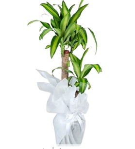 SalonBitkisi Dracaena CanlıÇiçek