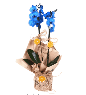 Konya çiçekçi Çiçekçi Arzum mavi orkide orkide aranjmanı