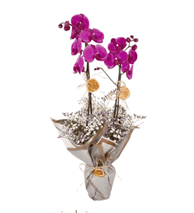 mor orkide orkide aranjmanı Konya orkide siparişi Selçuklu